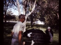 Grandpa Coop and an Ostrich